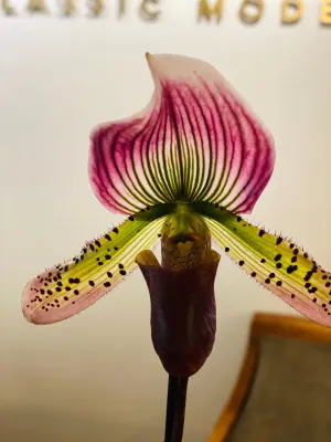 Lady Slipper Orchid